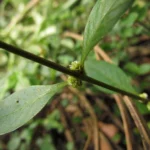 Alternanthera sessilis (13)