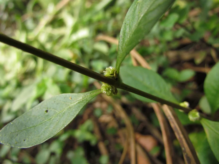 Alternanthera sessilis (13)