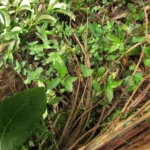 Alternanthera sessilis (11)