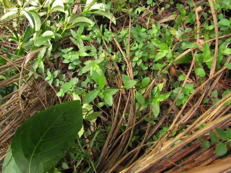 Alternanthera sessilis (11)