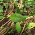 Alternanthera sessilis (10)