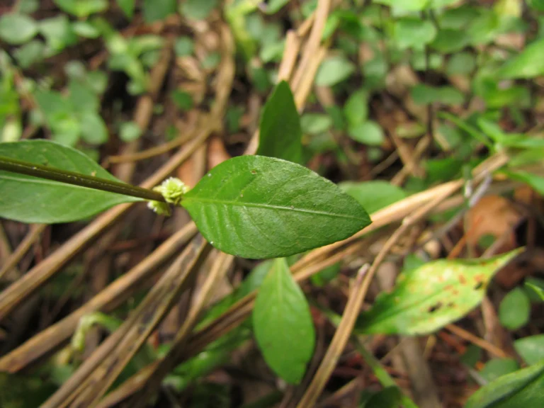 Alternanthera sessilis (10)