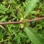 Alternanthera sessilis (9)