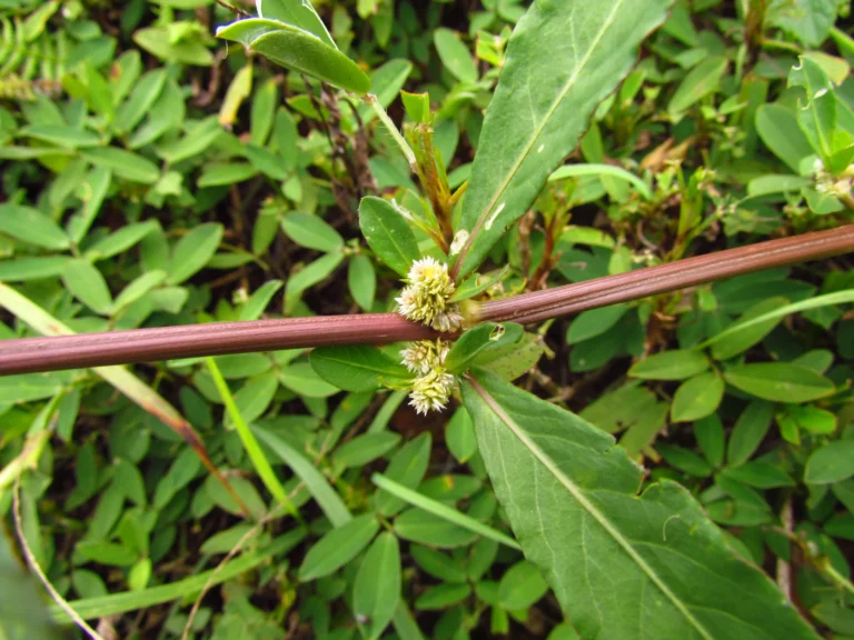 Alternanthera sessilis (9)