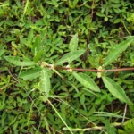 Alternanthera sessilis (8)