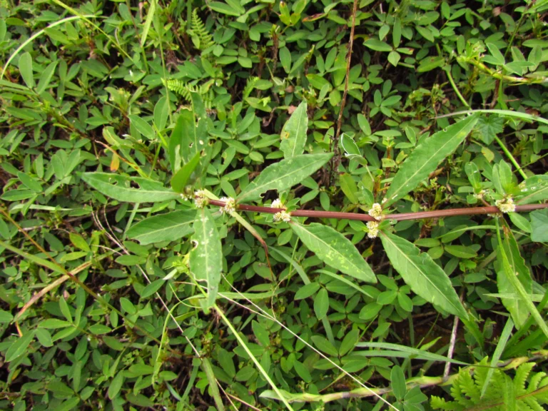 Alternanthera sessilis (8)