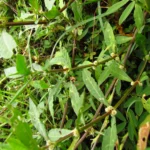 Alternanthera sessilis (5)