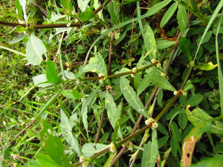 Alternanthera sessilis (5)