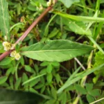 Alternanthera sessilis (3)
