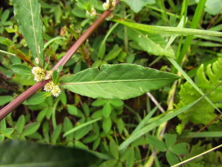 Alternanthera sessilis (3)