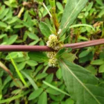 Alternanthera sessilis (1)