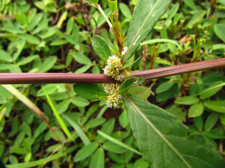 Alternanthera sessilis (1)