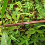 Alternanthera sessilis (2)