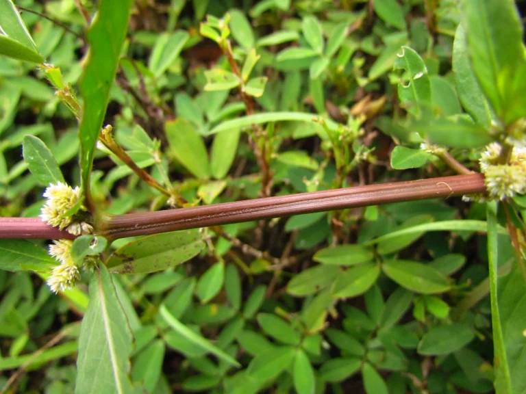 Alternanthera sessilis (2)