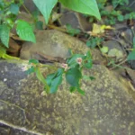 Alternanthera micrantha (10)