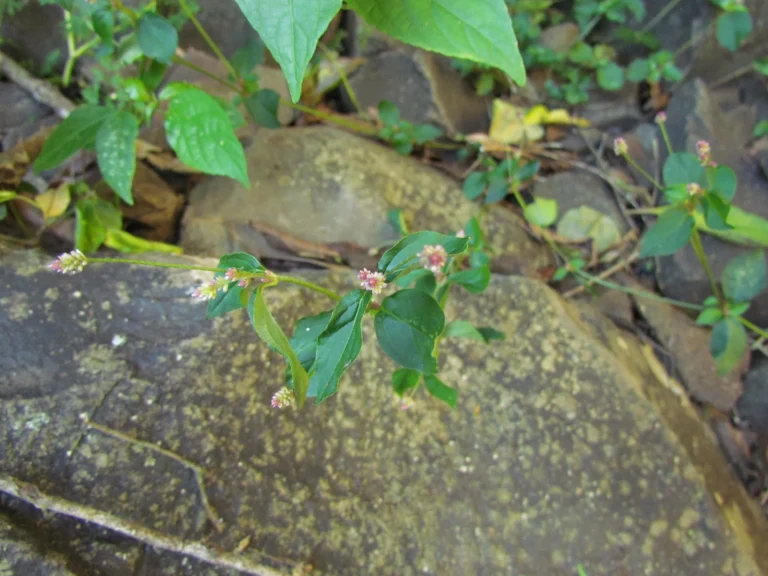 Alternanthera micrantha (10)