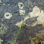 Alternanthera micrantha (9)