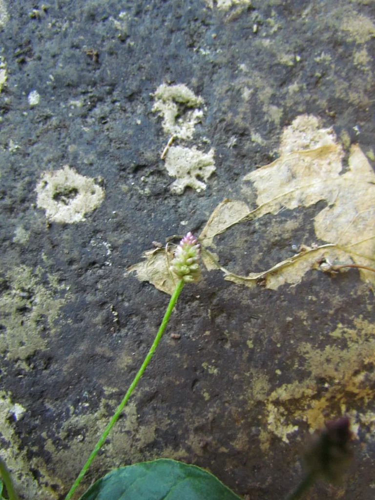 Alternanthera micrantha (9)