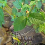 Alternanthera micrantha (4)