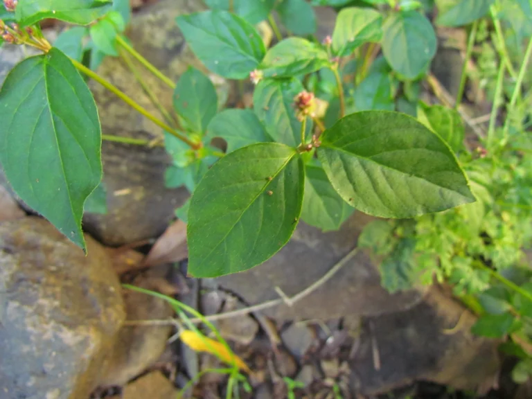 Alternanthera micrantha (4)