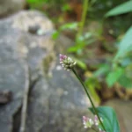 Alternanthera micrantha (3)