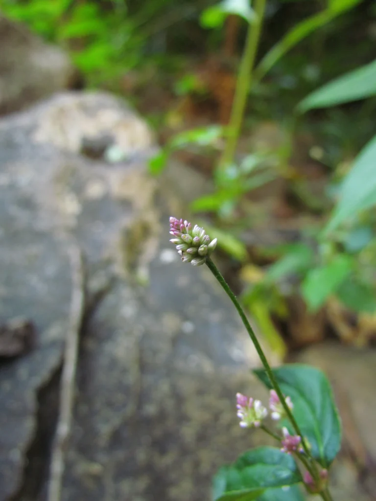 Alternanthera micrantha (3)