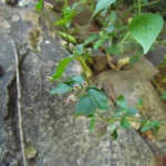 Alternanthera micrantha (2)