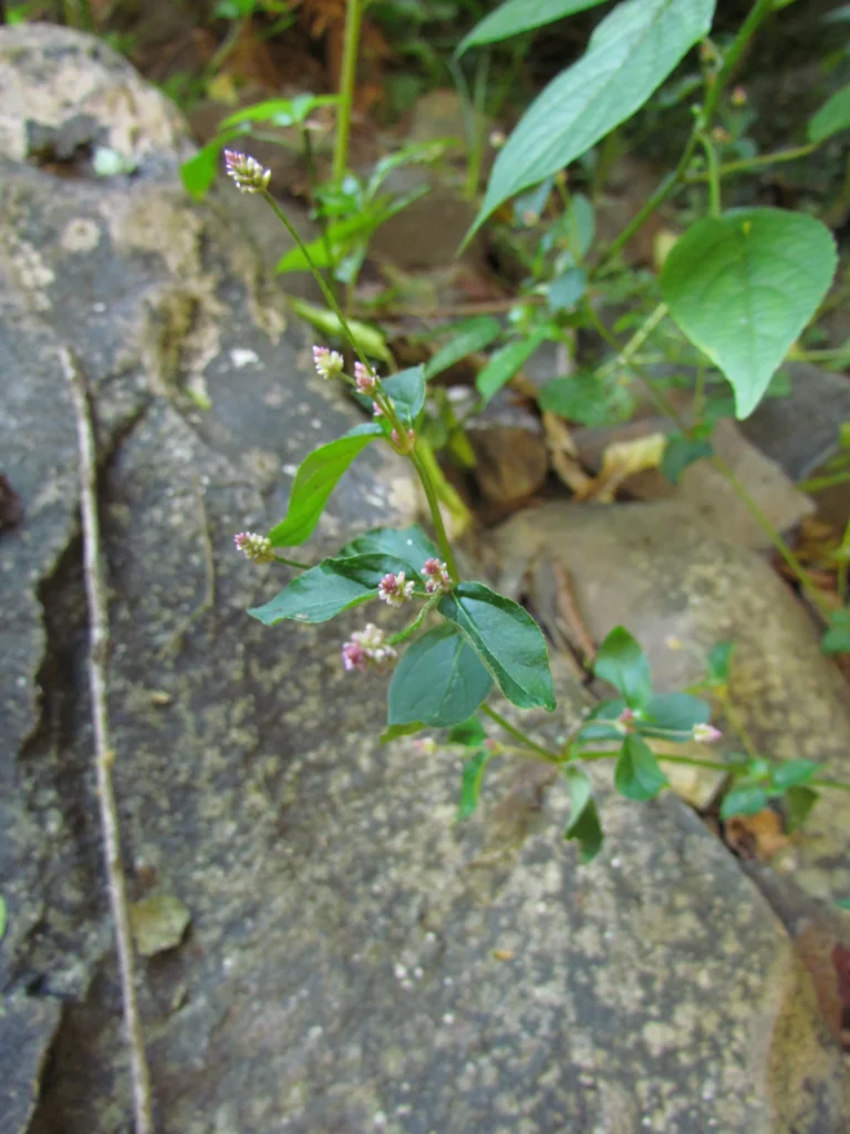 Alternanthera micrantha (2)