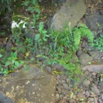 Alternanthera micrantha (1)