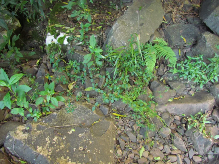 Alternanthera micrantha (1)