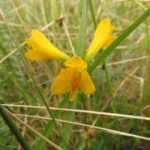 Alstroemeria sellowiana (16)