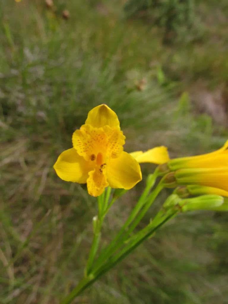 Alstroemeria sellowiana (14)