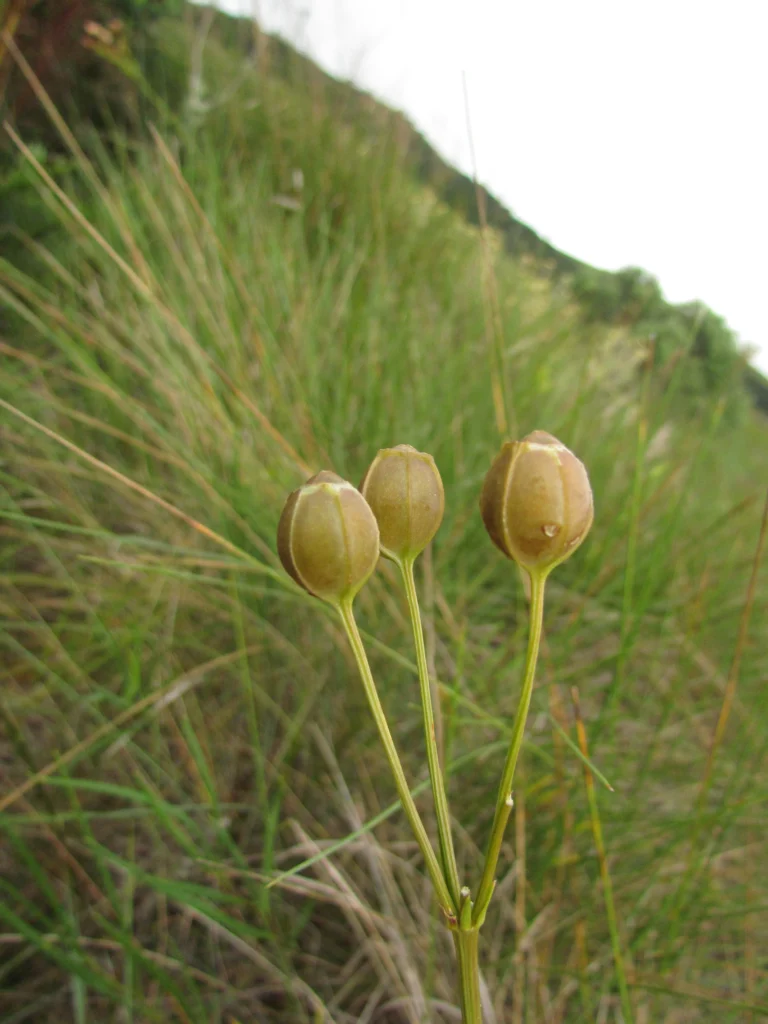 Alstroemeria sellowiana (12)
