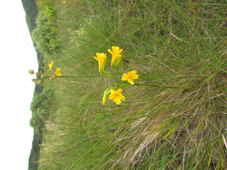 Alstroemeria sellowiana (8)