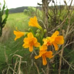 Alstroemeria sellowiana (6)