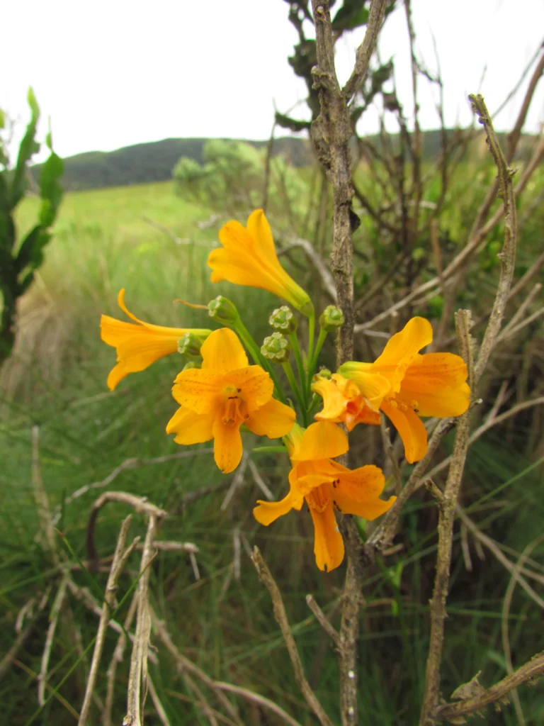 Alstroemeria sellowiana (6)