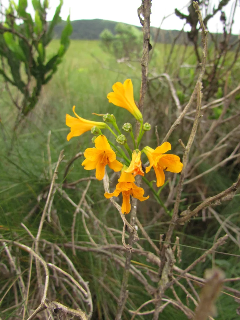 Alstroemeria sellowiana (4)