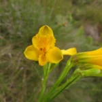 Alstroemeria sellowiana (1)