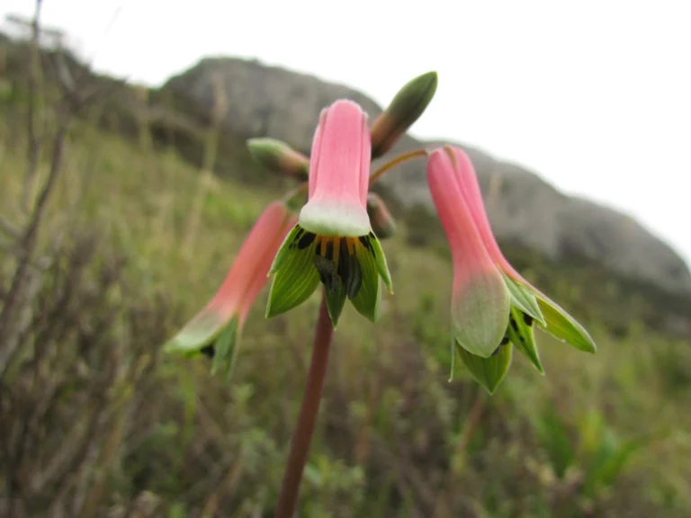 Alstroemeria isabelleana (20)