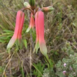 Alstroemeria isabelleana (19)
