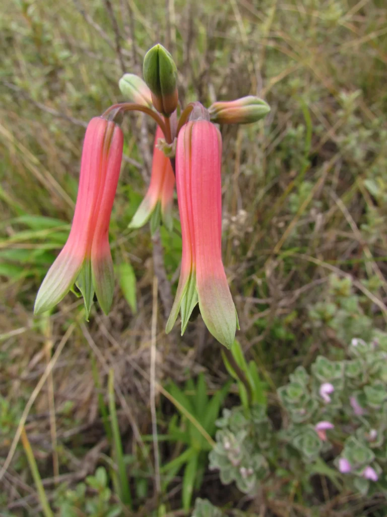Alstroemeria isabelleana (19)