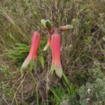 Alstroemeria isabelleana (18)