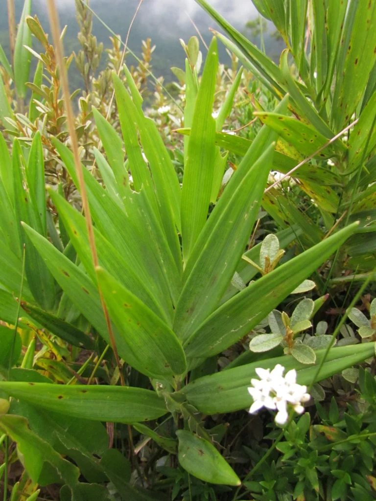 Alstroemeria isabelleana (13)