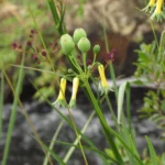 Alstroemeria isabelleana (3)