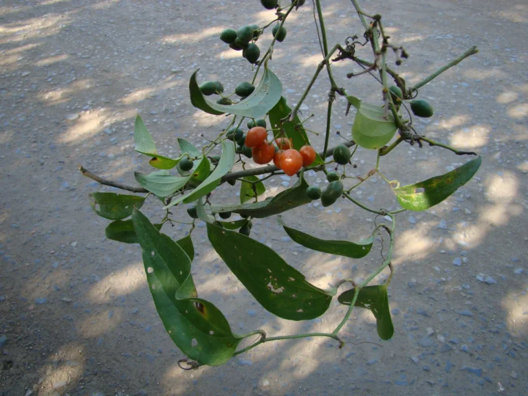 DSC06886