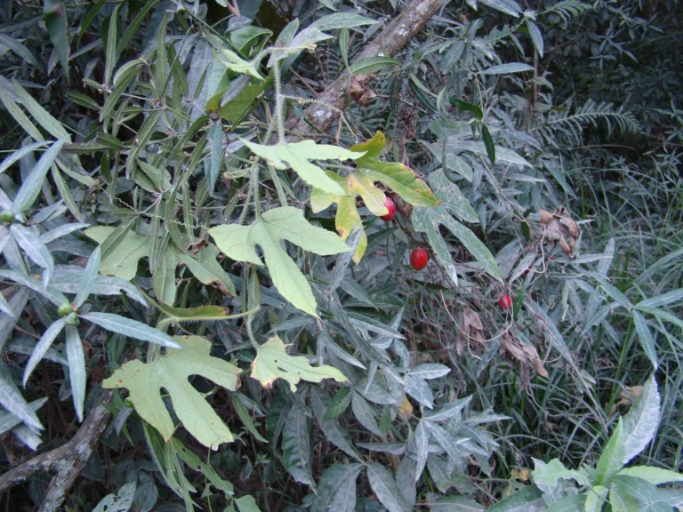 DSC06395