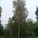 DSC04392