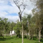 DSC09003