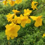 IMG_20251023_081838