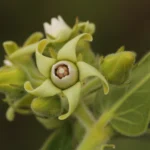 Oxypetalum kassneri (a)